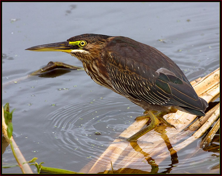 Green Heron