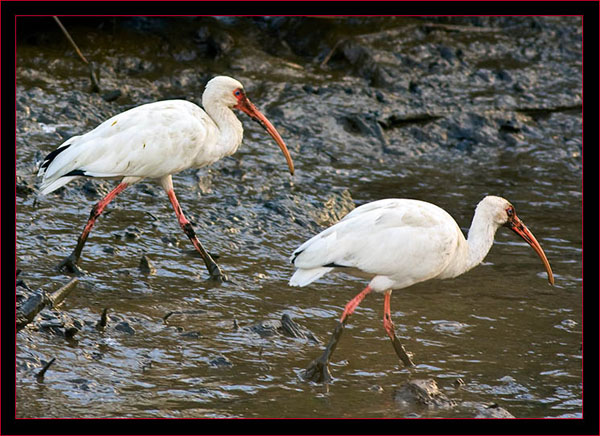 Pair of White Ibis in the mud