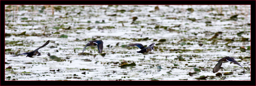 Wood Ducks in Flight