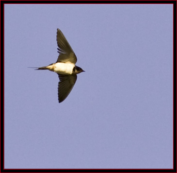 Barn Swallow in flight