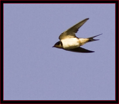 Barn Swallow in flight