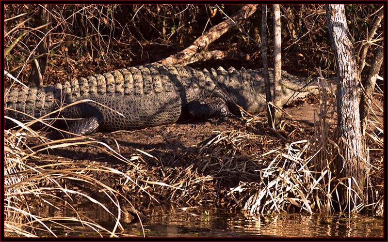 American Alligator