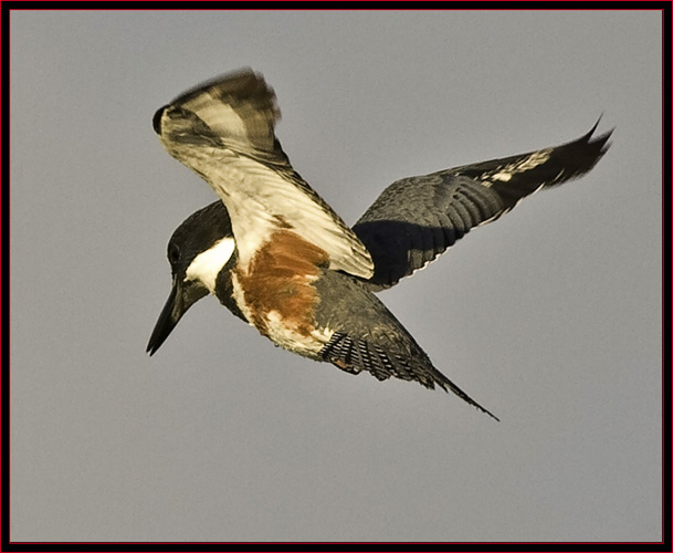 Belted Kingfisher in flight