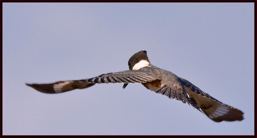 Belted Kingfisher