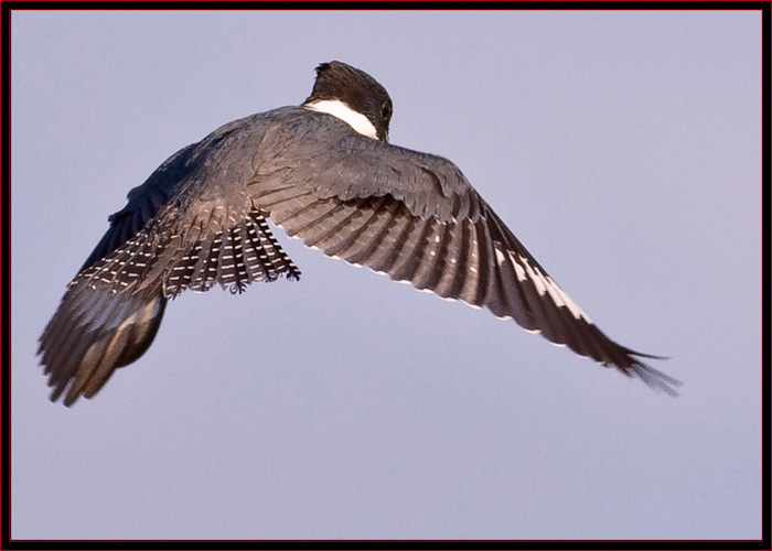 Belted Kingfisher