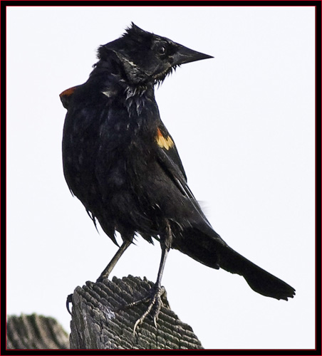 Red-winged Blackbird in the wind