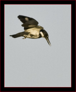 Belted Kingfisher on the hunt