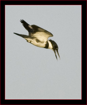 Belted Kingfisher on the hunt