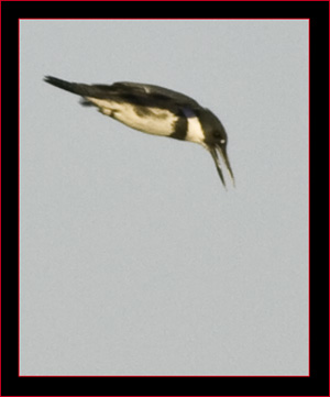 Belted Kingfisher on the hunt