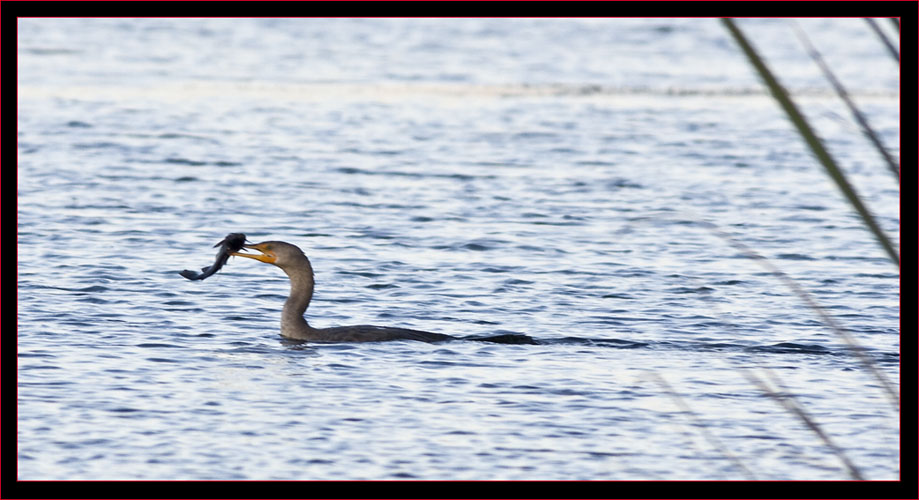 Double-crested Cormorant with Catfish