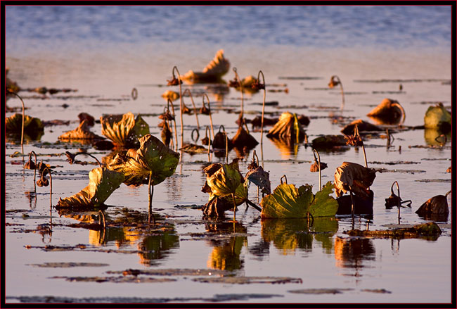 Lilly-pads at SNWR