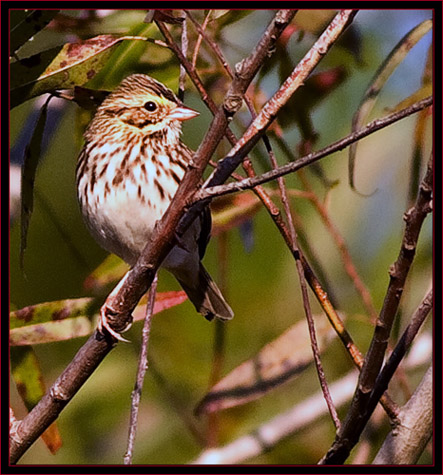 Savannah Sparrow