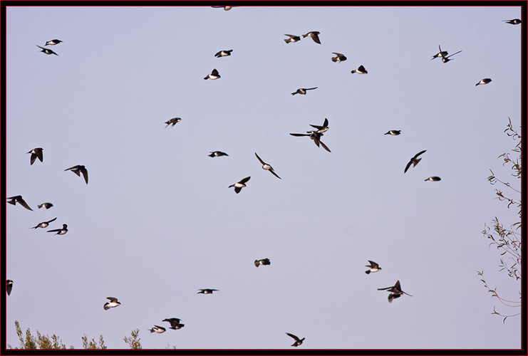Tree Swallows