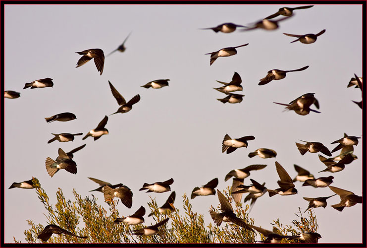 Tree Swallows