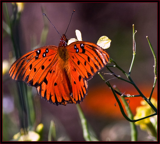  Gulf Fritillary