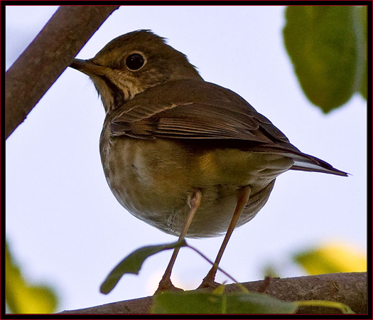 Hermit Thrush