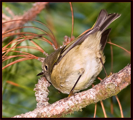 Ruby-crowned Kinglet