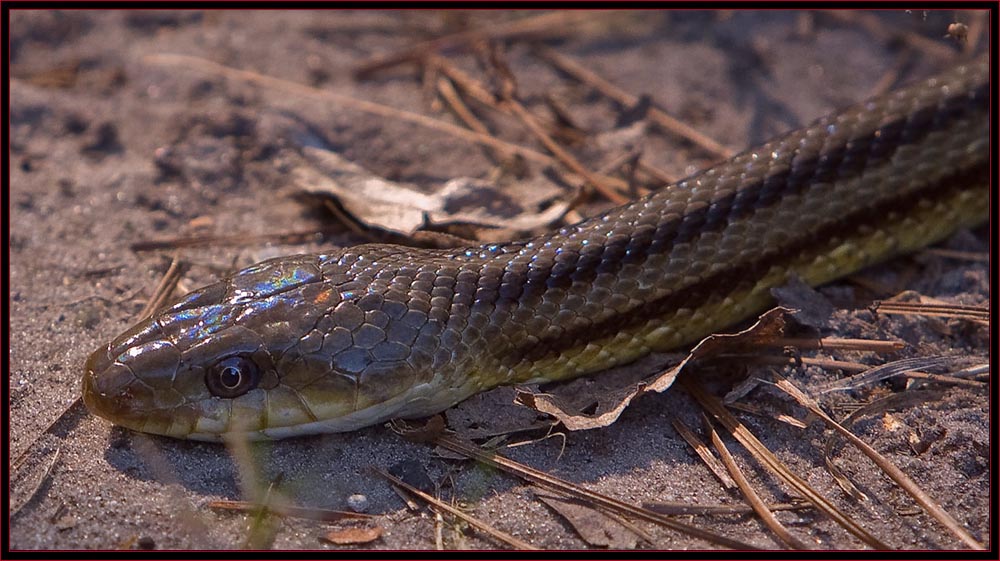 Garter Snake