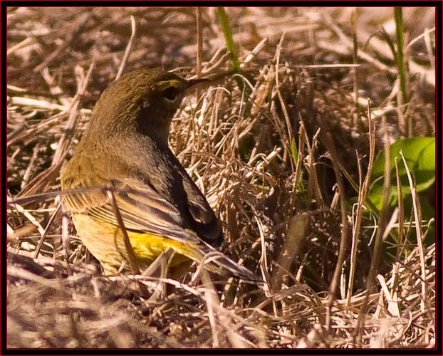 Palm Warbler