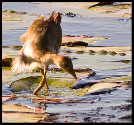 Purple Gallinule