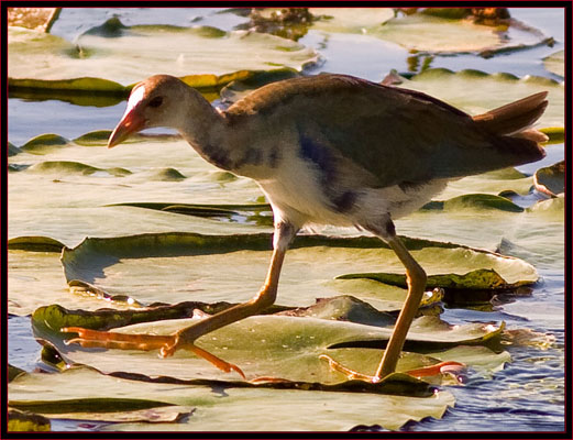  Purple Gallinule