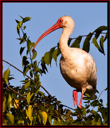 White Ibis