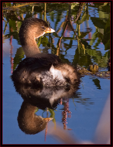 Pied-billed Grebe