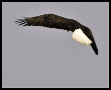 Bald Eagle