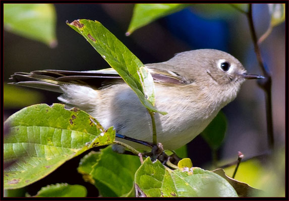 Ruby-crowned Kinglet