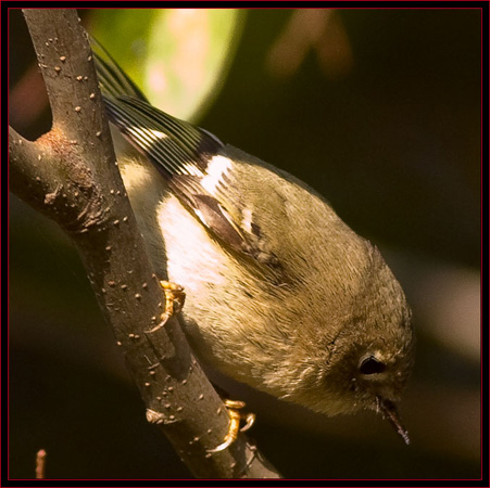 Ruby-crownwed Kinglet