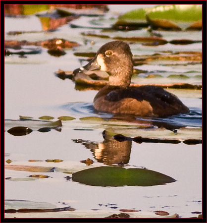 Ring-necked Duck