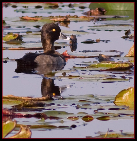 Ring-necked Duck