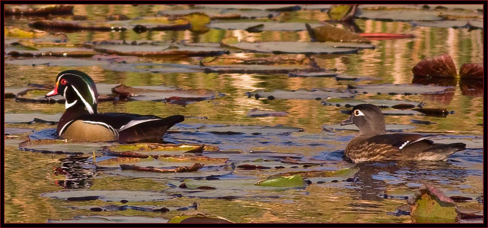 Wood Ducks