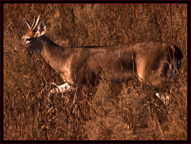 White-tailed Deer