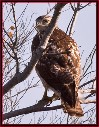 Immature Red-tailed Hawk