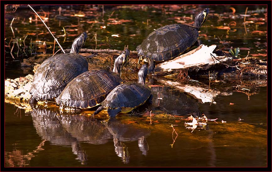 Turtles Sunning