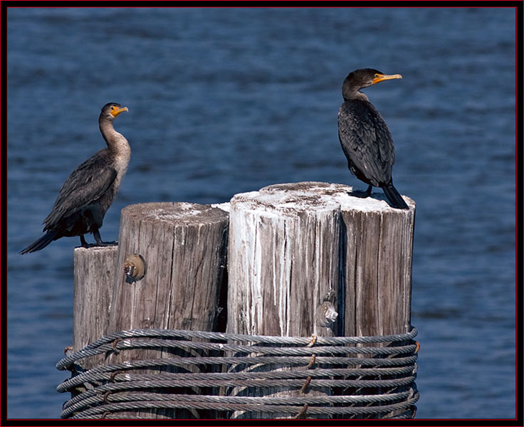 Double-crested Cormorants