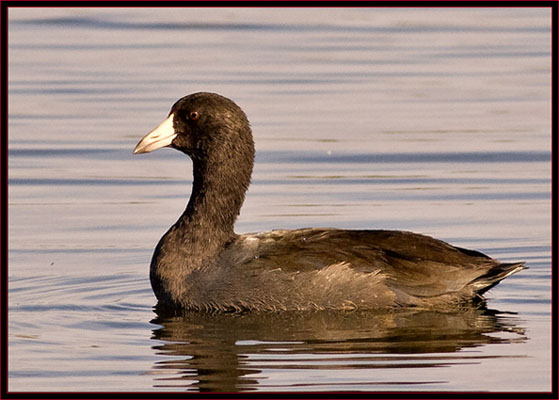 American Coot