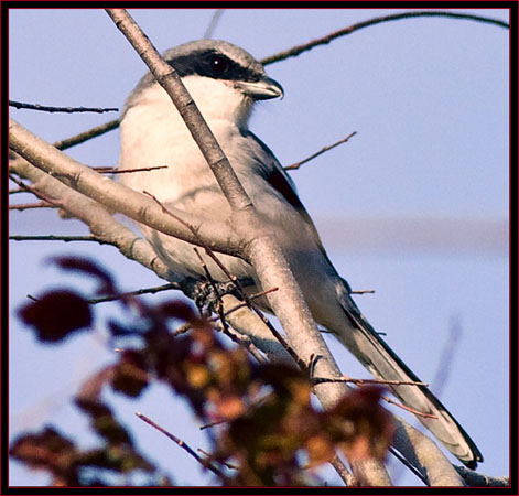 Loggerhead Shrike