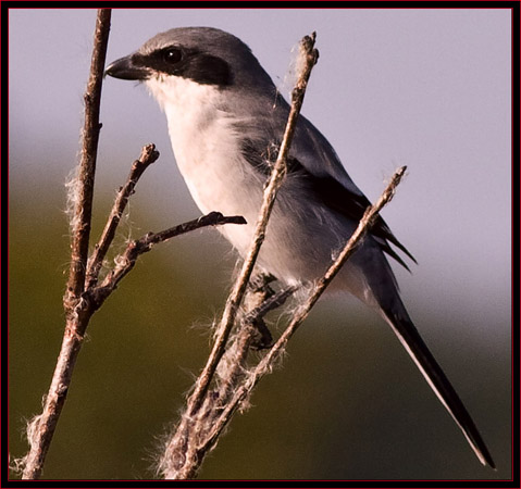 Loggerhead Shrike