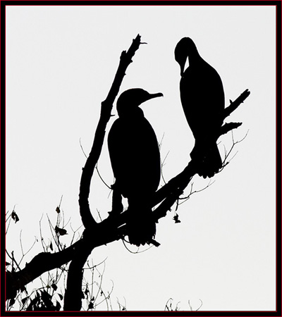 Double-crested Cormorants - Morning Silhouette