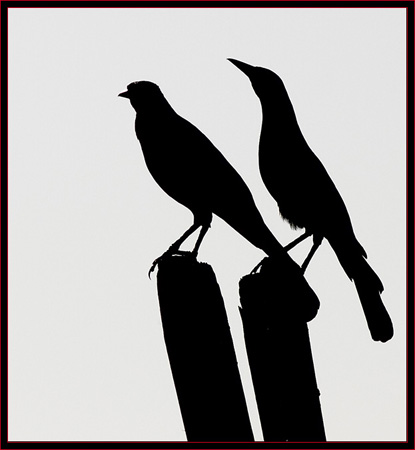 Boat-tailed Grackles - Morning Silhouette