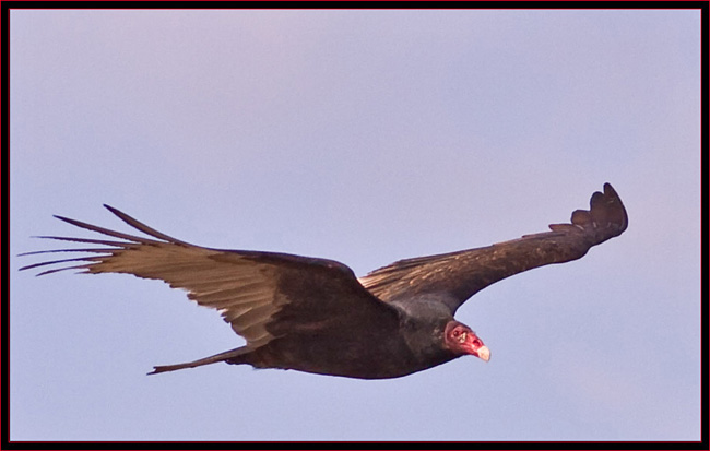 Turkey Vulture