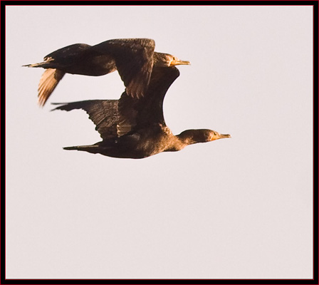 Double-crested Cormorants