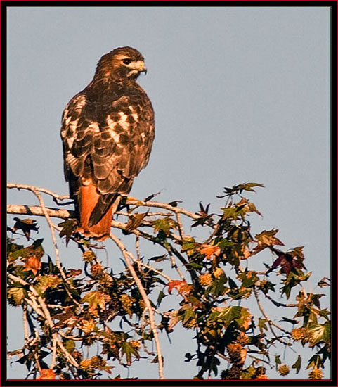 Red-tailed Hawk