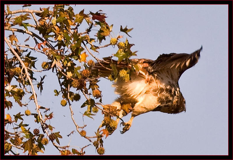 Red-tailed Hawk in Flight