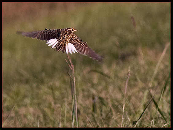 Eastern Meadowlark