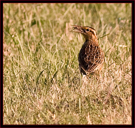 Eastern Meadowlark