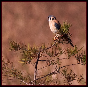 American Kestrel