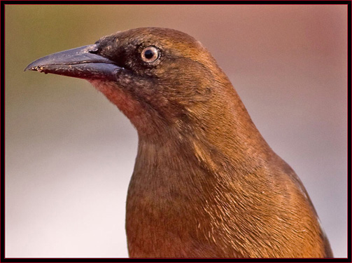 Boat-tailed Grackle